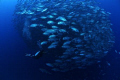   diver about enter huge school Jacks. Taken Balicasag Island Philippines. Jacks Philippines  